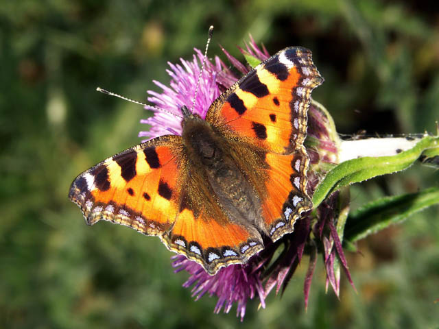 Aglais urticae - Copyright Hugues Mouret